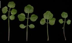 Cardamine chlorina. Rosette leaves.
 Image: P.B. Heenan © Landcare Research 2019 CC BY 3.0 NZ